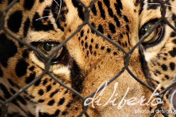 jaguar eyes close up by diliberto photo and design