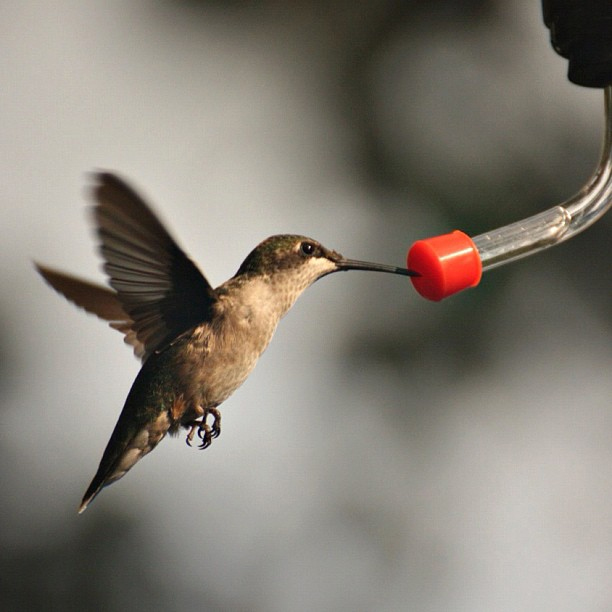 hummingbird houston