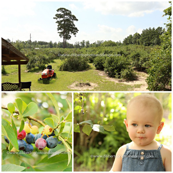 Blueberry picking in Conroe, TX Photographer